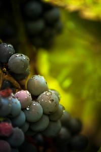 雨后的葡萄园酿酒葡萄