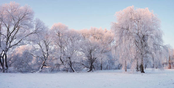 冬季早晨全景。在圣诞节的早晨白霜的树