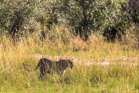 豹子在草丛中行走。肯尼亚非洲
