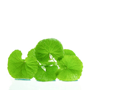 印度 pennywort 脑滋补中药材种植