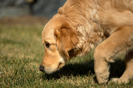 一只金色的猎犬正在花园外面玩耍。