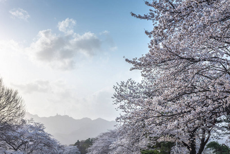 韩国首尔春季樱花 blossming