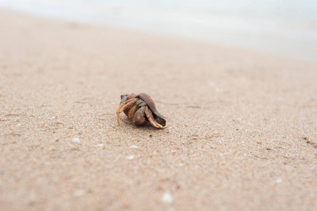 寄居蟹在泰国海滩上