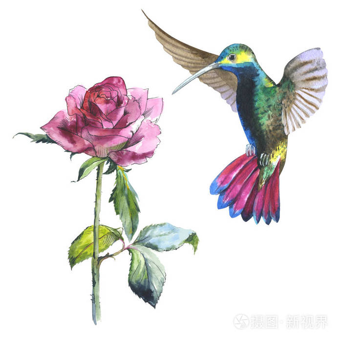 野花花玫瑰和蜂鸟鸟在孤立的水彩风格