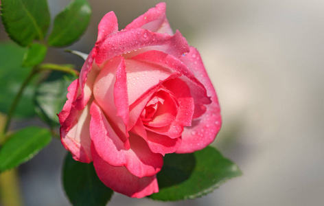 粉红色的玫瑰被孤立的灰色