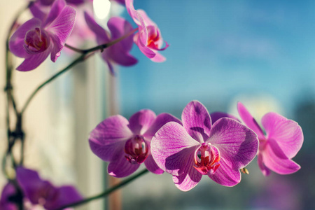 窗边的紫罗兰兰花