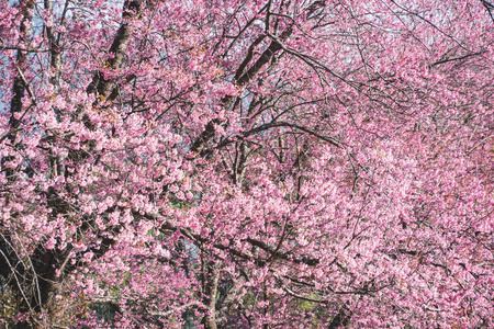 在春天的樱花树