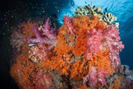 生机勃勃的软珊瑚在 Ampat 的美丽珊瑚礁上茁壮成长。由于海洋生物多样性, 这个热带地区被称为珊瑚三角形的心脏。