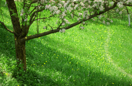 春天的场景与苹果树和花朵。背景绿色草甸