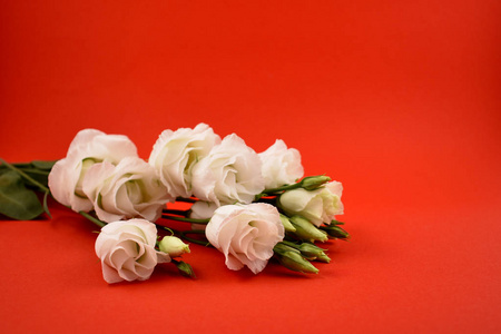 白色浪漫花束股票图像。桔梗, 洋。嫩白花束。红色背景上的白色花朵