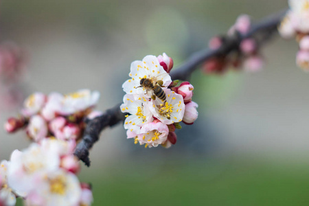 蜜蜂收集花朵上的花蜜图片