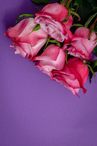 紫罗兰色背景上的玫瑰花