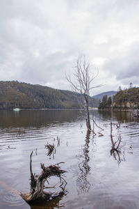 Pudacuo 国家湖泊自然景观中的枯树枝