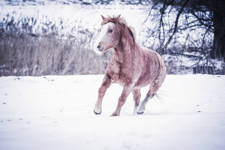 在雪地里的一匹沉重的母马运动