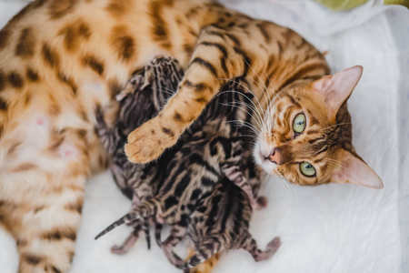 bengalcats 小猫舍