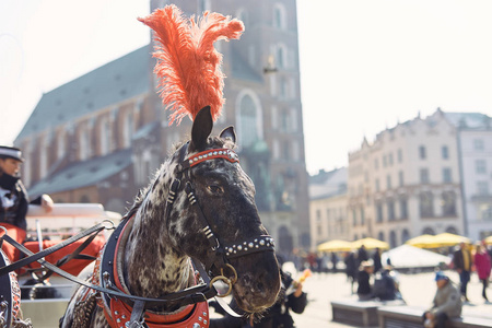 两匹被装饰的马站在克拉科夫的大街上, 亚斯纳波拉纳