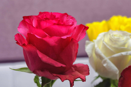 在其他颜色的花朵背景上打开红玫瑰花蕾