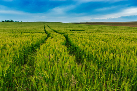 小麦场景观与路径