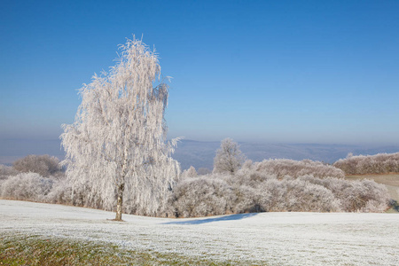 霜的树木和青草覆盖的冬季景色