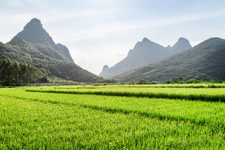 桂林阳朔夏季景观