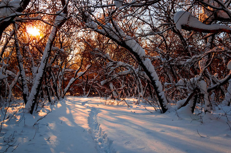 在雪地里冬季森林轨道