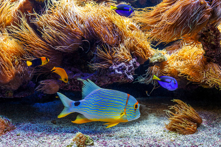 多彩的奇特鱼类在水族馆