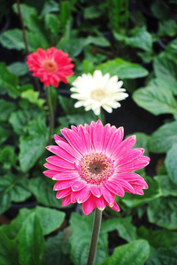 粉红色的红色白色 gerbera jamesonii