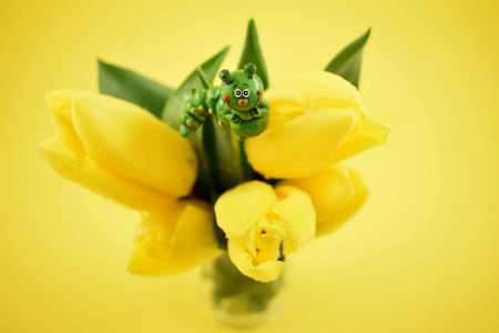 黄色郁金香与履带股票图片。黄色的郁金香在黄色背景。春季花卉装饰。春季背景概念。花瓶里的黄色郁金香花束
