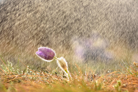 春天春天的花在雨中。 绽放美丽的花朵