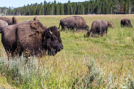北美野牛在黄石国家公园，怀俄明州，美国