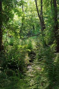 科西嘉岛山脉的绿色海岸森林