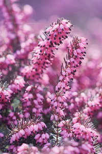 特写粉红色的埃里卡 Calluna 寻常。美丽的石楠花, 选择性聚焦
