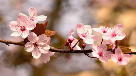 日本的樱花樱花开花美丽。季节背景。室外自然模糊背景与棵开花的树在春天阳光灿烂的日子