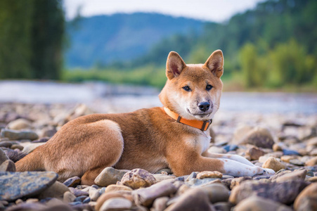 可爱 shiba inu