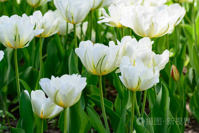 春天花园里的白色郁金香春季开花