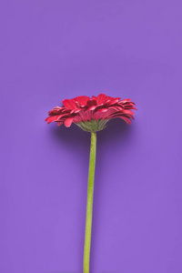 在紫色, 母亲日概念的唯一的非洲菊花卉的顶部视图