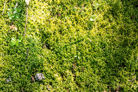 夏日森林中石头上的绿苔藓