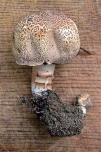 蘑菇 porphyrocephalus 菇