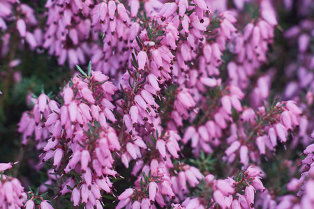 特写粉红色的埃里卡 Calluna 寻常。美丽的石楠花, 选择性聚焦