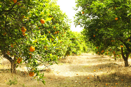 多种有机成熟完美橙果吊合