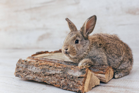 灰色兔子坐在木头上