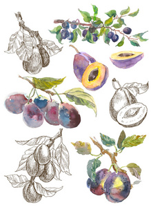 大集的水彩果梅花枝在白色背景下分离。手绘画。线形素描植物学插图