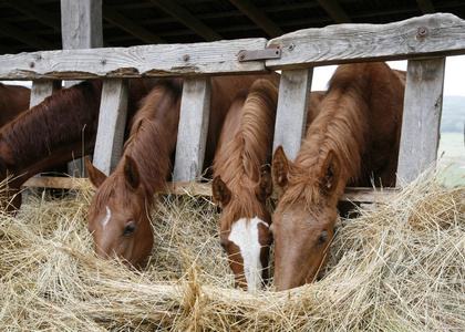 纯种马在围场吃乾草图片