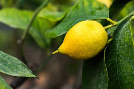 一棵树上的一颗黄色柠檬