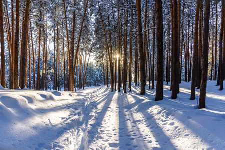 雪中有小路的冬日森林