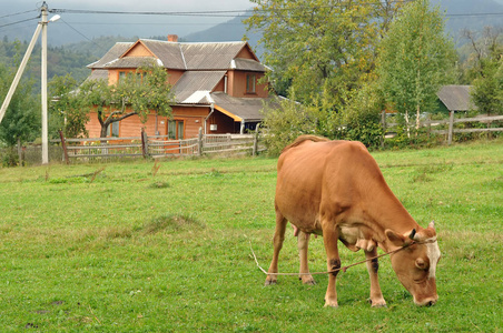 在山村里放牧的牛