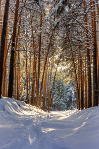 雪中有小路的冬日森林