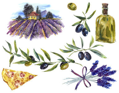 集水彩分支橄榄油 薰衣草 景观