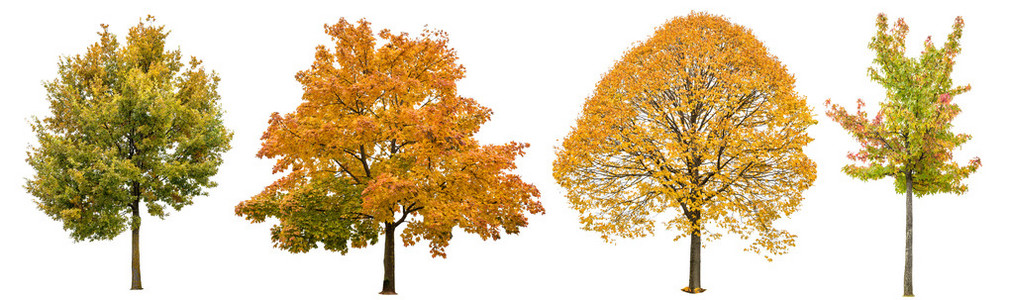 秋天树孤立的白色背景。橡树 枫树 菩提树