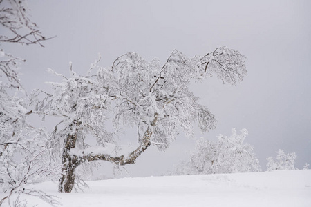 冬季冰冻树